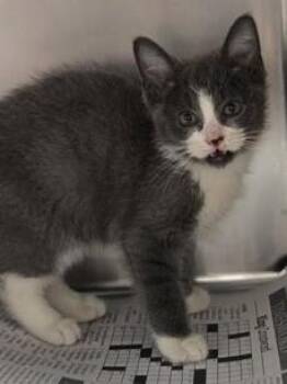 Andrew -  Domestic Short Hair Cat for Adoption in North Myrtle Beach, South Carolina - Andrew | PetCurious
