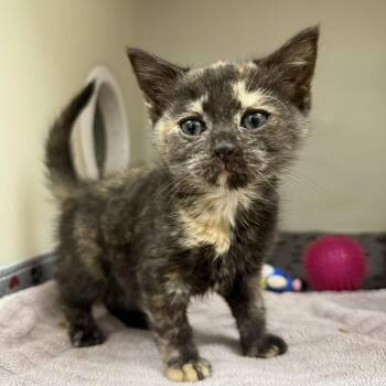 Petra -  Domestic Short Hair Cat for Adoption in Jacksboro, Tennessee - Petra | PetCurious