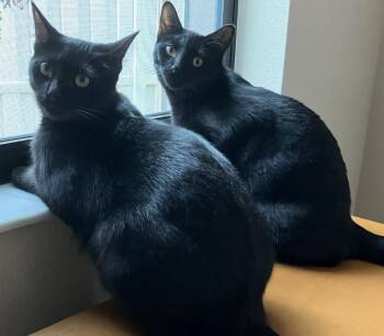 Rescue Domestic Short Hair Cats for Adoption in Camden, Tennessee - Pickle | PetCurious