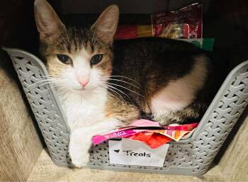 Rescue Domestic Short Hair Cats for Adoption in Brooks, Maine - Talara | PetCurious