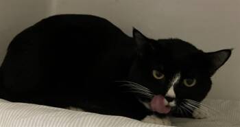 Domestic Short Hair Cats Available for Adoption - POTLUCK | PetCurious