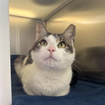 SOUP -  Domestic Short Hair Cat for Adoption in Barnstable, Massachusetts - SOUP | PetCurious