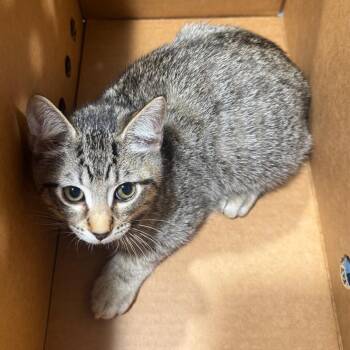 Domestic Medium Hair Cats Available for Adoption - Bryce | PetCurious