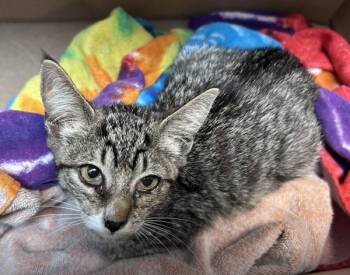 Astrology -  Domestic Short Hair Cat for Adoption in New York, New York - Astrology | PetCurious