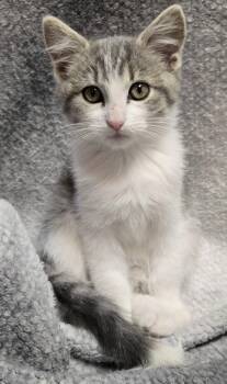 Stewie -  Domestic Short Hair Cat for Adoption in Saint Charles, Missouri - Stewie | PetCurious