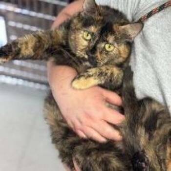 Domestic Short Hair Cats Available for Adoption - Kendall | PetCurious