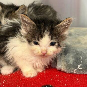 Purrito -  Domestic Long Hair Cat for Adoption in Martinsville, Virginia - Purrito | PetCurious