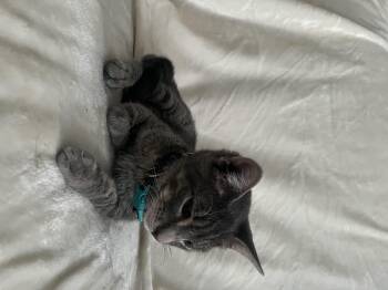Rescue Domestic Short Hair Cats for Adoption in Wrightstown, New Jersey - Nelson | PetCurious