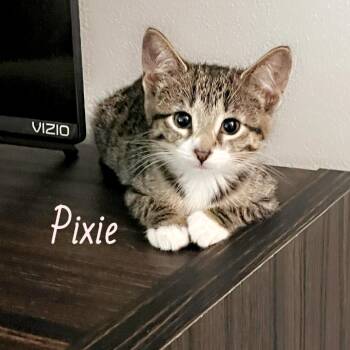 Pixie -  Domestic Short Hair Cat for Adoption in Pardeeville, Wisconsin - Pixie | PetCurious