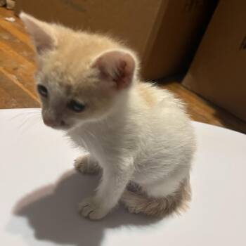 AFL-Stray-18141_2_3 -  Domestic Short Hair Cat for Adoption in Spring Hill, Kansas - AFL-Stray-18141_2_3 | PetCurious