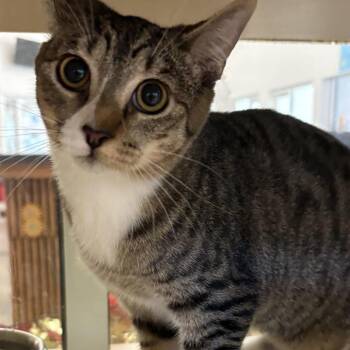 Bluey -  Domestic Short Hair Cat for Adoption in Gloucester, Virginia - Bluey | PetCurious