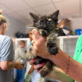 Ronda Rousey -  Domestic Medium Hair and Tortoiseshell Cat for Adoption in Columbia, South Carolina - Ronda Rousey | PetCurious