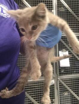 A429862 -  Domestic Short Hair Cat for Adoption in Conroe, Texas - A429862 | PetCurious