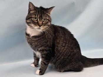Brekky Sam -  Domestic Short Hair Cat for Adoption in Minneapolis, Minnesota - Brekky Sam | PetCurious