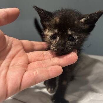 Broccoli -  Domestic Short Hair Cat for Adoption in Chattanooga, Tennessee - Broccoli | PetCurious