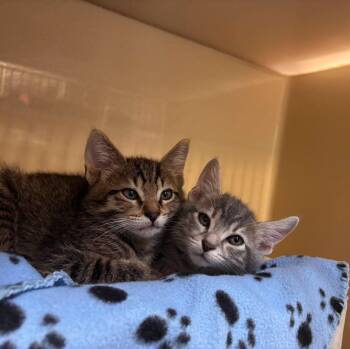 Big Mac and Small Fry -  Domestic Short Hair Cat for Adoption in Stillwater, Oklahoma - Big Mac And Small Fry | PetCurious