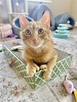 Domestic Short Hair Cats Available for Adoption in Dedham, Massachusetts - HUNNY | PetCurious