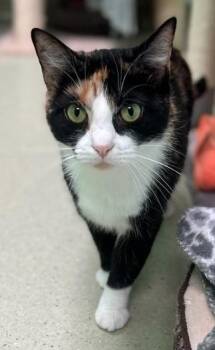 Calico Cats Available for Adoption in Cincinnati, Ohio - Eartha | PetCurious