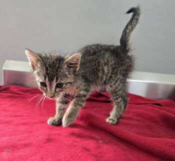 Rescue Domestic Short Hair Cats for Adoption in Dickson, Tennessee - Dante | PetCurious