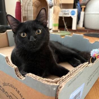 Ravioli -  Domestic Medium Hair Cat for Adoption in Lakewood, California - Ravioli | PetCurious