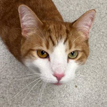Prince Charming -  Domestic Short Hair Cat for Adoption in Naperville, Illinois - Prince Charming | PetCurious