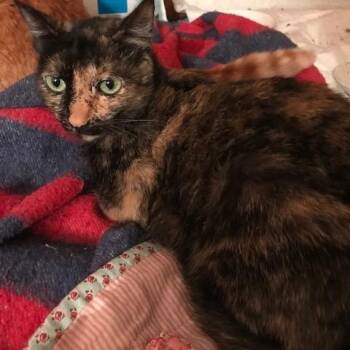 Shelby -  Tortoiseshell Cat for Adoption in Crockett, California - Shelby | PetCurious