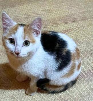 Mimi (Courtesy Post) -  Domestic Short Hair Cat for Adoption in San Jose, California - Mimi (Courtesy Post) | PetCurious