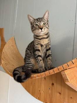 Rescue Tabby Cats for Adoption in Parlier, California - Cat 27407 (Tippy) | PetCurious