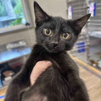 Skim -  Domestic Short Hair Cat for Adoption in Wilmington, Delaware - Skim | PetCurious