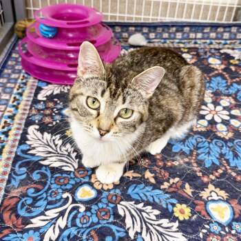 Domestic Short Hair Cats Available for Adoption in Oshkosh, Wisconsin - Peggy - Adorable Sweetheart | PetCurious