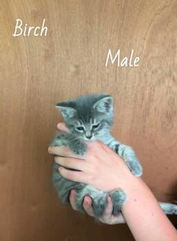 Birch -  Domestic Short Hair Cat for Adoption in West Palm Beach, Florida - Birch | PetCurious
