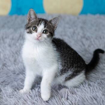 Rescue Domestic Short Hair Cats for Adoption in Saint Paul, Minnesota - Tie Dye | PetCurious