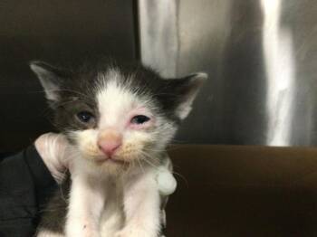 Domestic Short Hair Cats Available for Adoption in Thousand Palms, California - SKY | PetCurious