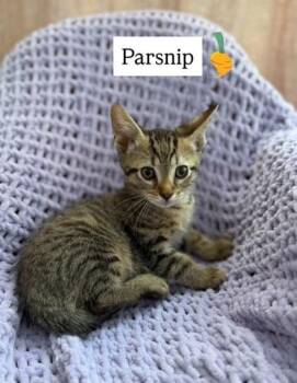 Parsnip -  Domestic Short Hair Cat for Adoption in Chamblee, Georgia - Parsnip | PetCurious