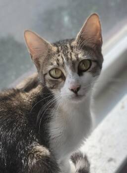 Supergirl -  Domestic Short Hair Cat for Adoption in Evans, Georgia - Supergirl | PetCurious