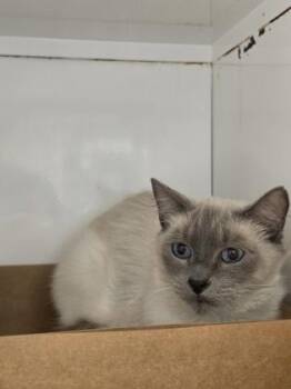 Iris -  Siamese and Domestic Short Hair Cat for Adoption in Roseville, California - Iris | PetCurious