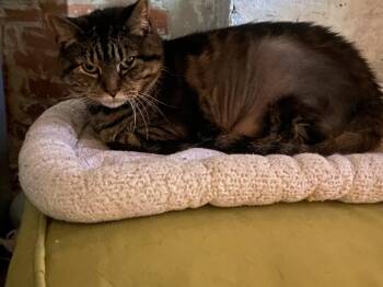 Rescue Domestic Short Hair Cats for Adoption in Ellicott City, Maryland - Wookie | PetCurious