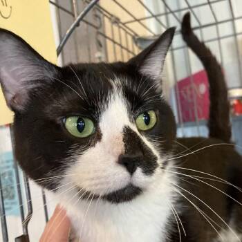 Peabody -  Domestic Short Hair Cat for Adoption in Marion, Illinois - Peabody | PetCurious