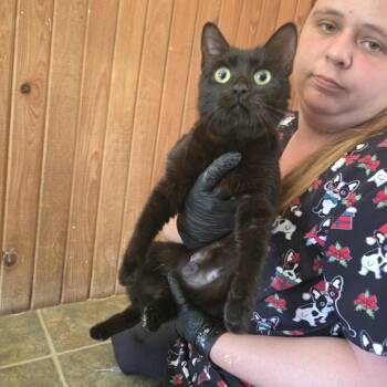 Bambi -  Domestic Short Hair Cat for Adoption in Tylertown, Mississippi - Bambi | PetCurious