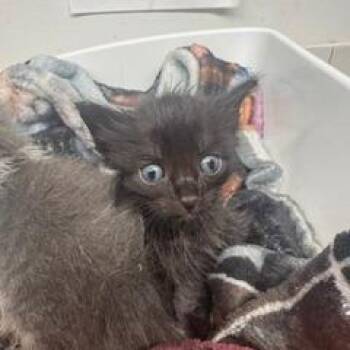 Salem Walsh -  Domestic Short Hair Cat for Adoption in St. Louis, Missouri - Salem Walsh | PetCurious