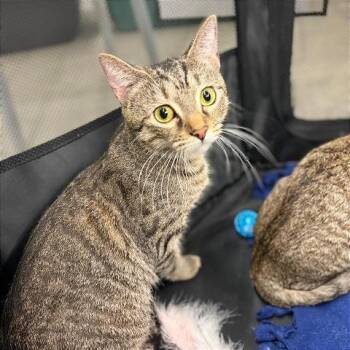 Marzipan -  Domestic Short Hair Cat Available for Adoption in Gibsonia, Pennsylvania - Marzipan | PetCurious