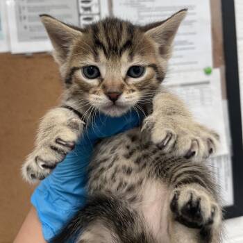 Domestic Short Hair Cats Available for Adoption - Darling | PetCurious