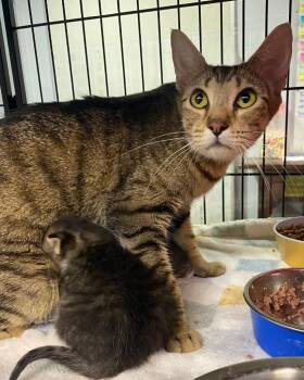 Mama Bay -  Domestic Short Hair Cat for Adoption in Lockhart, Texas - Mama Bay | PetCurious