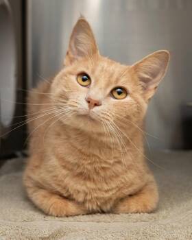 Lilac -  Domestic Short Hair Cat for Adoption in Boone, Iowa - Lilac | PetCurious