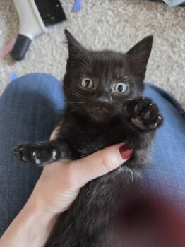 Licorice -  Domestic Short Hair Cat for Adoption in Beaverton, Oregon - Licorice | PetCurious