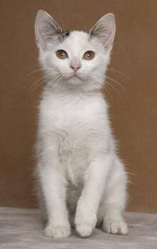 Ashley -  Domestic Short Hair Cat for Adoption in Chicago, Illinois - Ashley | PetCurious