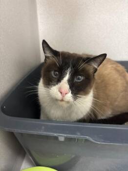 Captain -  Siamese and Snowshoe Cat for Adoption in Los Angeles, California - Captain | PetCurious