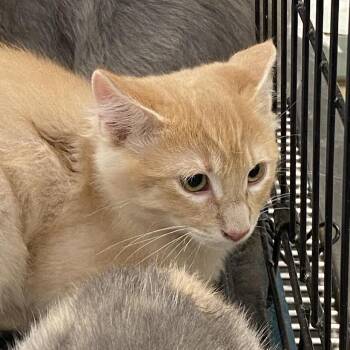 Reasons You Are Late For Work 1_2 -  Domestic Medium Hair Cat for Adoption in Westminster, California - Reasons You Are Late For Work 1_2 | PetCurious