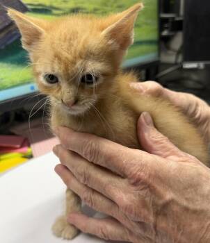 Ramen (Punkin K2) -  Domestic Short Hair Cat for Adoption in Pahrump, Nevada - Ramen (Punkin K2) | PetCurious