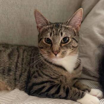 Domestic Short Hair Cats Available for Adoption - Bitsy  | PetCurious